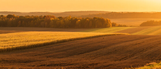 Fototapeta premium field of wheat