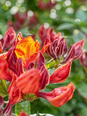 Fr&uuml;hlingsbl&uuml;hen