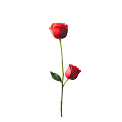 Two Red Roses on Stem