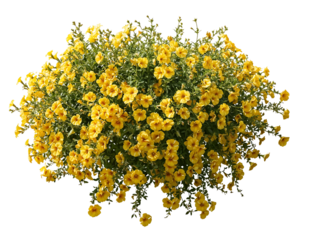 Lush bush with abundant small bright yellow flowers covering the entire plant against transparent background, displaying dense blooming shrub with vibrant golden blossoms