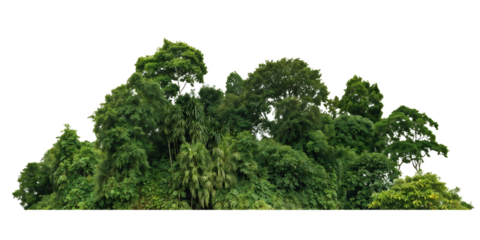 	Isolated cluster of lush green tropical trees and palms forming a small forest island against transparent background, creating a self-contained miniature ecosystem display