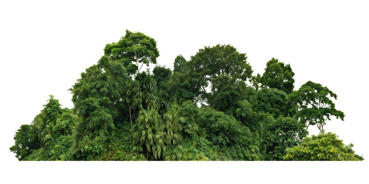 	Isolated cluster of lush green tropical trees and palms forming a small forest island against transparent background, creating a self-contained miniature ecosystem display