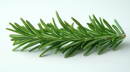 Fresh Rosemary Sprig: Aromatic Herb Close-Up