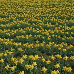 Fototapeta premium A carpet of cheerful daffodils blankets the lush green spring field , day, freshness, vibrant