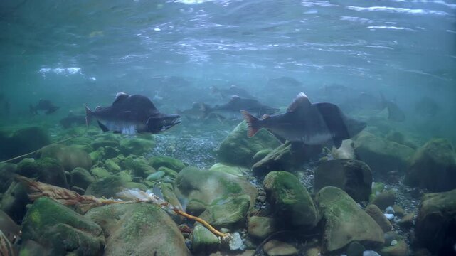 Silver salmon glide gracefully over a rocky riverbed, shimmering in the dappled sunlight filtering through clear water.