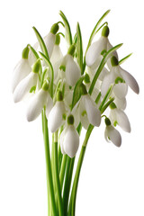Fototapeta premium Delicate Snowdrop Flowers A Stunning Bouquet of Spring Blooms