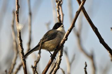 monterita negra posando en una rama