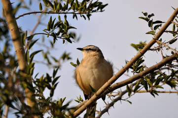 pajaro posado en una rama