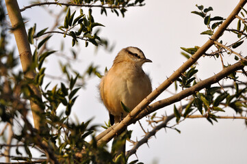 pajaro pequeño posando