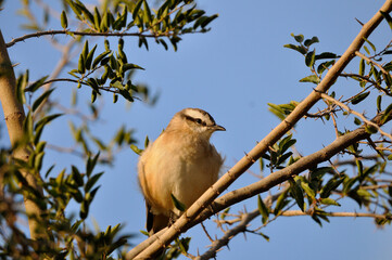pajaro cantor posando