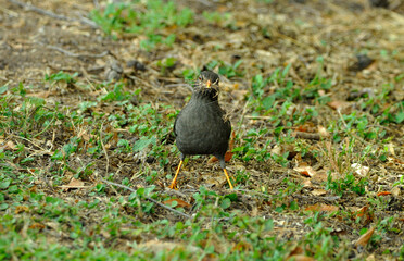 pajaro con ramas en la boca