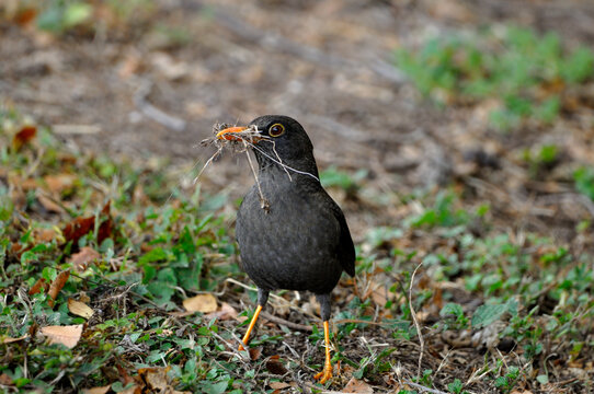 pajaro negro con sus ramas