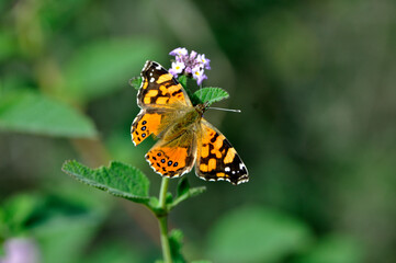 mariposa posada en una flor