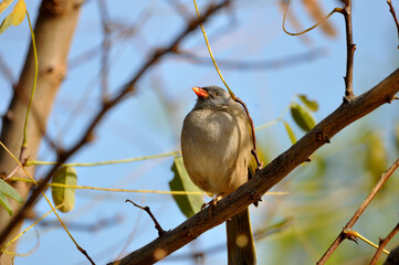 pajaro verdon con pico naranja