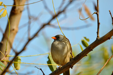 pajaro verdon posando