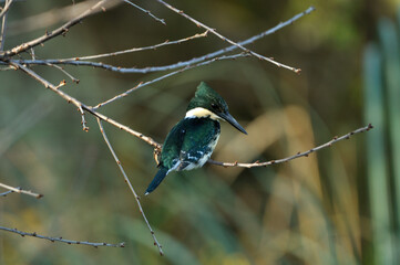 pajaro martin pescador chico posando