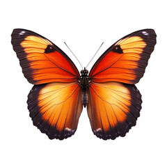 Vibrant orange butterfly, detailed wings