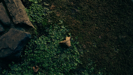 Moss and Fallen Leaf on Ground