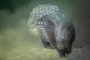 Porcupine on rocky terrain with sharp quills, earthy background