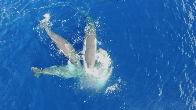 Witness the majestic presence of a sperm whale family, including an adorable cub, gracefully gliding through the azure waters of the Azores. Their interactions showcase the beauty of ocean life.