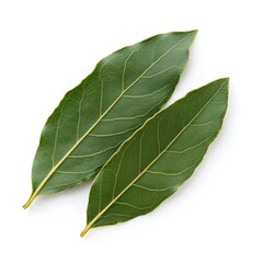 Obraz premium Green bay leaves against white background