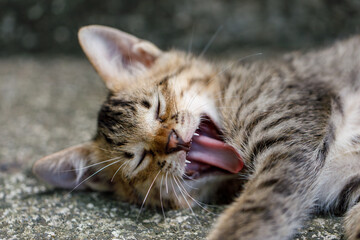 Yawning kitten showing tiny teeth, mid-stretch