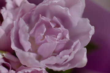 Obraz premium close up of tulip flower. Harmony
