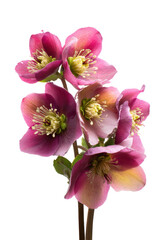 Stunning Pink Hellebore Flowers A Close-Up View of Delicate Blooms