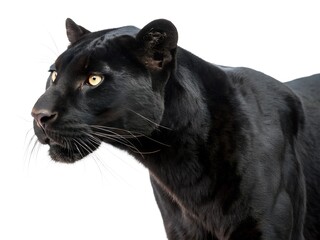 Fototapeta premium Black leopard isolated on white background. A black panther is standing on a white background. The panther has a yellow eye and a black tail.