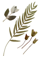 Pressed and dried leaves isolated on white background. For use in floral patterns, herbariums, scrapbooking.