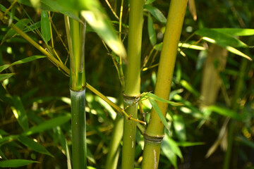 chinese bamboo trees nature background