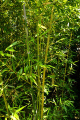 chinese bamboo trees nature background