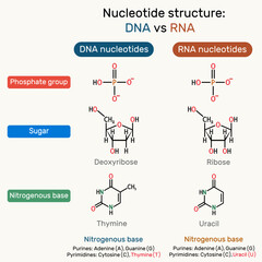 Structure of DNA and RNA nucleotides: phosphate. Deoxythymidine monophosphate (dTMP), uridine monophosphate (UMP) molecule
