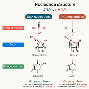 Structure of DNA and RNA nucleotides: phosphate. Deoxythymidine monophosphate (dTMP), uridine monophosphate (UMP) molecule