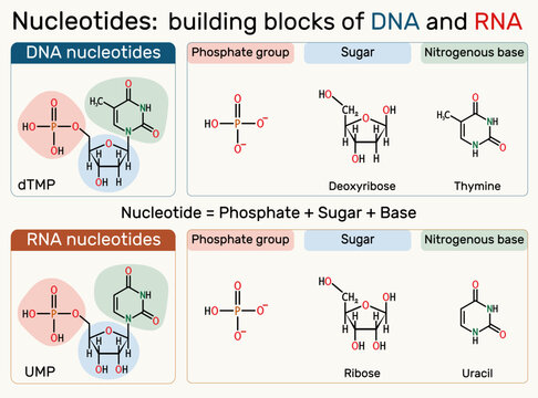 Structure of DNA and RNA nucleotides: phosphate. Deoxythymidine monophosphate (dTMP), uridine monophosphate (UMP) molecule