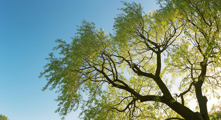 Fototapeta premium Large tree canopy against blue sky