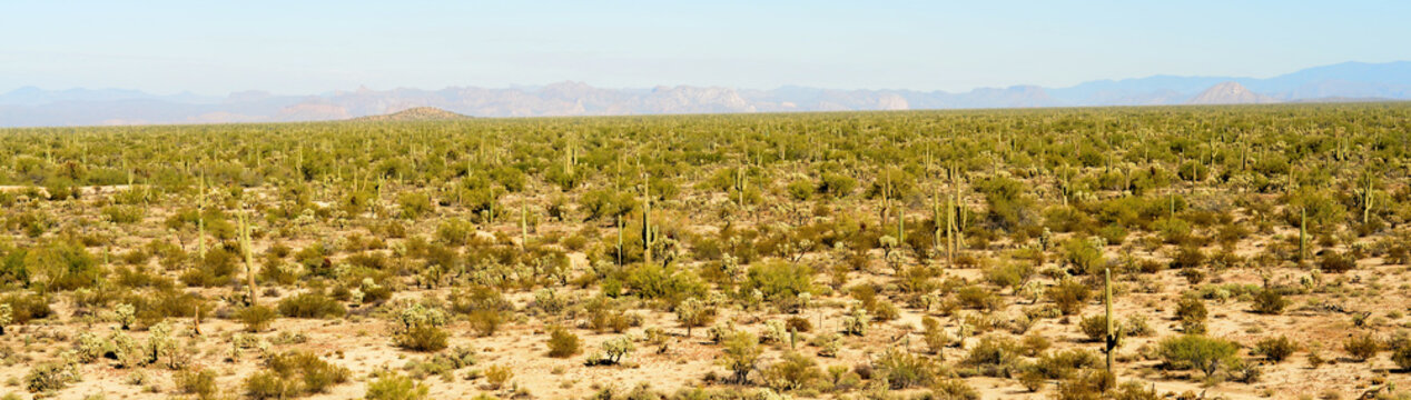 Fototapeta Early Winter Landscape Sonoran Desert Arizona