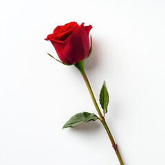 Obraz premium Close-up of a single rose