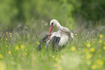 Bocian biały na łące wiosną