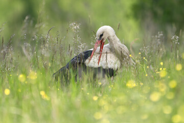 Bocian biały na łące układa pi&oacute;ra
