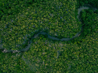 Tropical Forest River at Sunset - Aerial Drone View