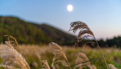 Fototapeta premium Serene landscape. Moon over field with reeds, gently swaying. Evokes calm and tranquility. Perfect for meditation, nature, or peaceful lifestyle themes.