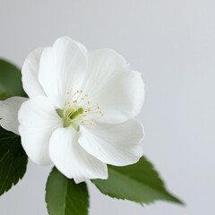 Obraz premium Exquisite Close up of a Delicate White Blossom with Green Leaves on a Light Background