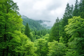 Fototapeta premium Lush green forest landscape with rolling hills and mystical fog in a natural setting