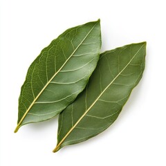 Obraz premium Green leaves on white background