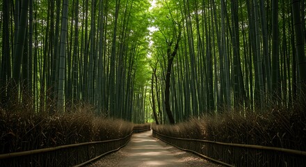 Obraz premium Bamboo forest path