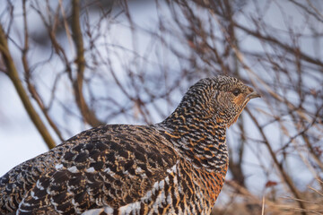 Western capercaillie (Tetrao urogallus)