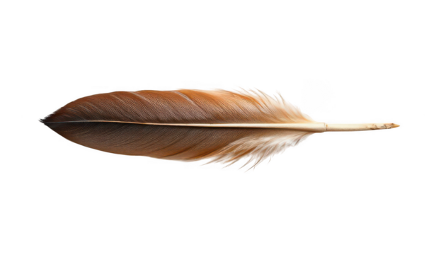 the image presents an elongated plumage, displaying varying shades. the color changes from a deep, earthy tone towards the tip to a lighter, creamy hue near the bottom