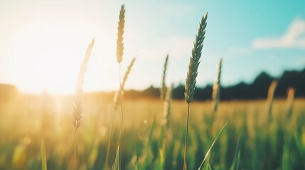 Obraz premium Wheat field at golden hour serene agricultural landscape in warm sunlight
