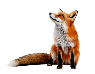 Fox, sitting and gazing upward, appears separated on a pure white background—natural, clean, and ideal for creative design, presentations, posters, educational use, or wildlife-themed visual content a